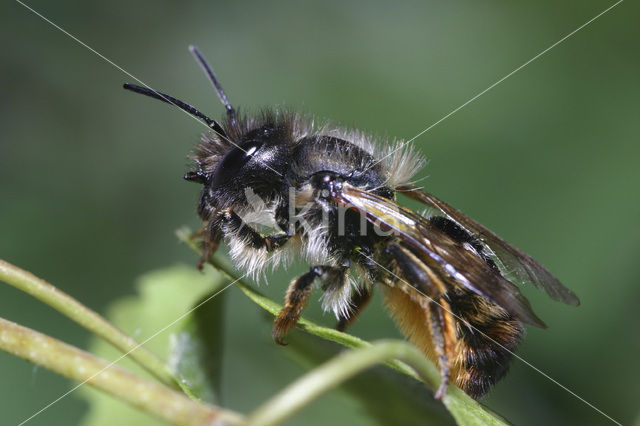 Rosse metselbij (Osmia rufa)