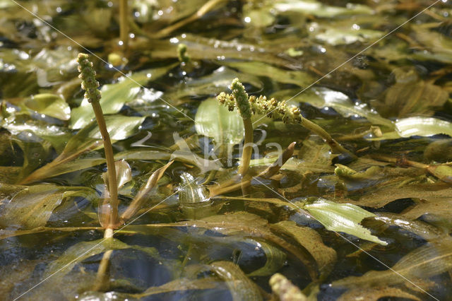 Rossig fonteinkruid (Potamogeton alpinus)