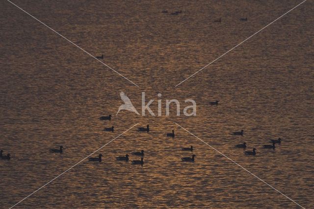Brent Goose (Branta bernicla)
