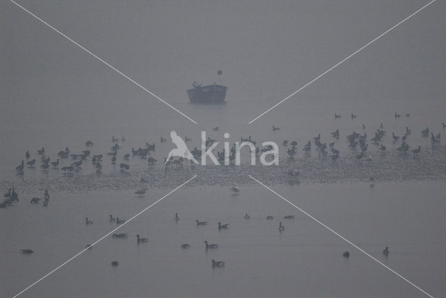 Brent Goose (Branta bernicla)