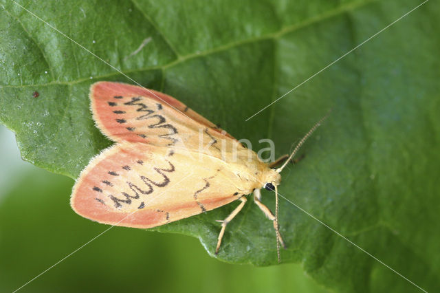 Rozenblaadje (Miltochrista miniata)