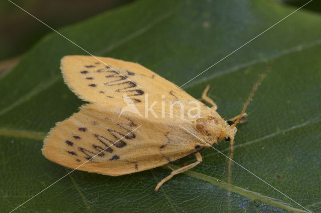 Rosy Footman (Miltochrista miniata)