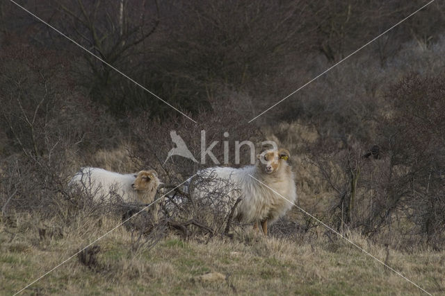 Schaap (Ovis spec.)