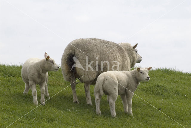 Sheep (Ovis domesticus)