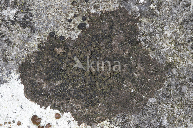 wart lichen (Verrucaria umbrinula)
