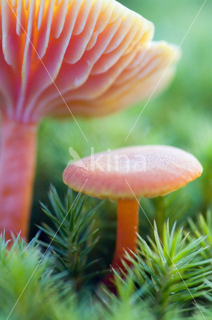 Scharlaken wasplaat (Hygrocybe coccinea)