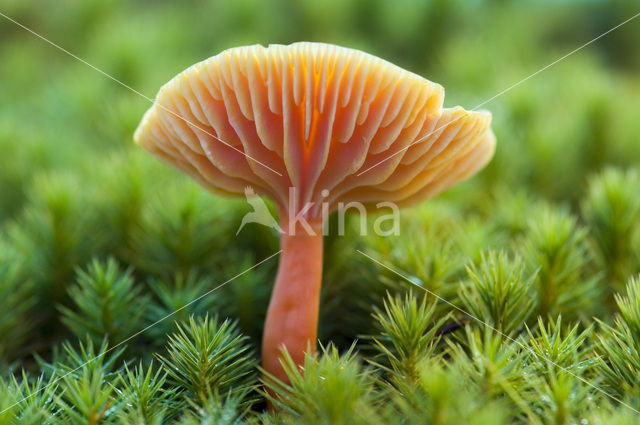 Scarlet Waxcap (Hygrocybe coccinea)