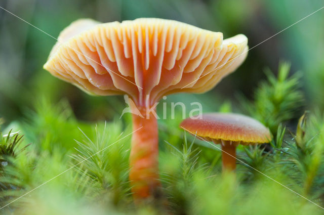 Scharlaken wasplaat (Hygrocybe coccinea)