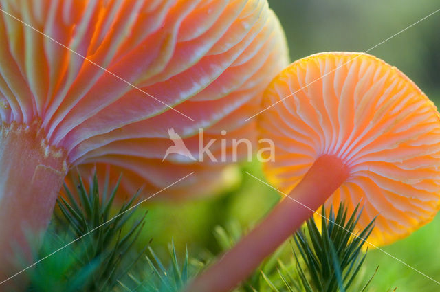 Scharlaken wasplaat (Hygrocybe coccinea)