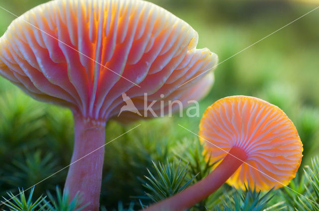 Scharlaken wasplaat (Hygrocybe coccinea)