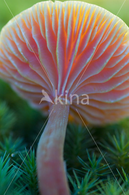 Scharlaken wasplaat (Hygrocybe coccinea)