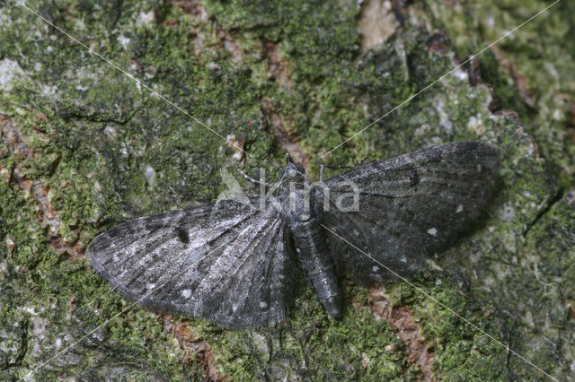 White-spotted Pug (Eupithecia tripunctaria)