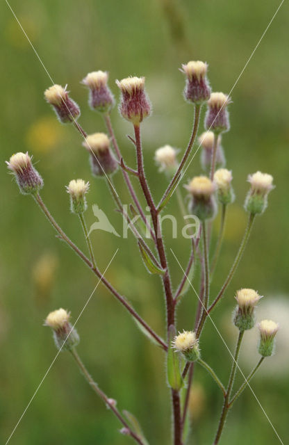 Scherpe fijnstraal (Erigeron acer)