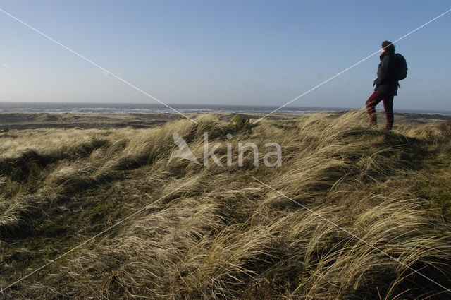 Schoorlse Duinen