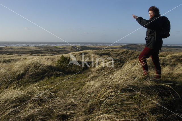 Schoorlse Duinen