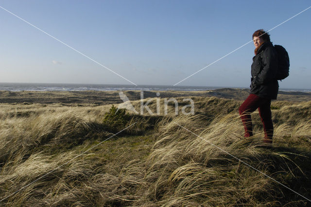 Schoorlse Duinen