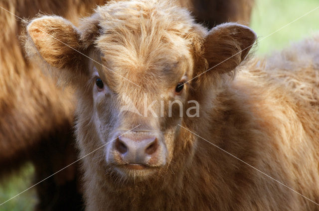 Highland Cow (Bos domesticus)
