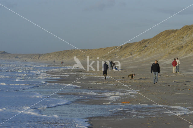 foam-algae (Phaeocystis sp)