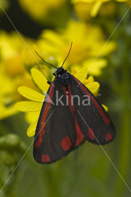 The Cinnabar (Tyria jacobaeae)