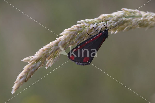 The Cinnabar (Tyria jacobaeae)