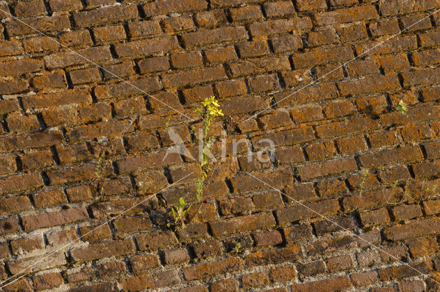 Sint-Janskruid (Hypericum perforatum)