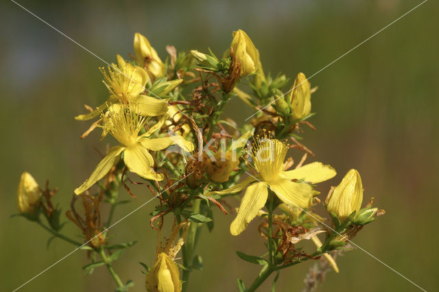 Sint-Janskruid (Hypericum perforatum)