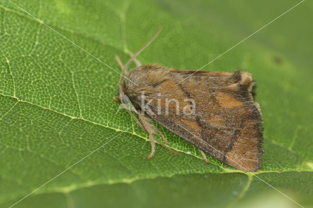 The Festoon (Apoda limacodes)