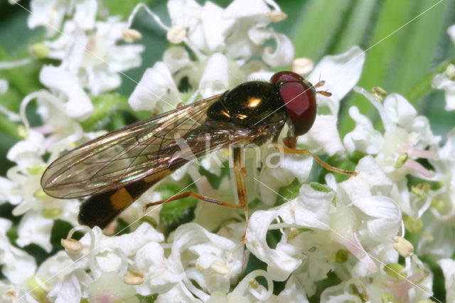 Chequered hoverfly (Melanostoma scalare)
