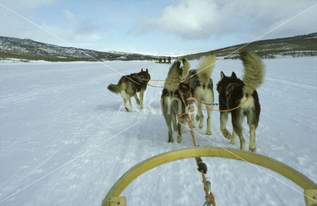 Sledehond (Canis domesticus)