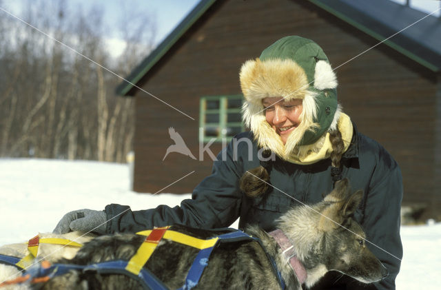 Sledehond (Canis domesticus)