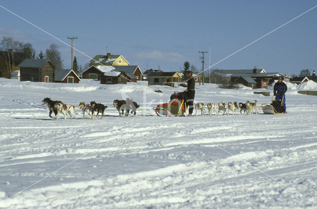 Sledehond (Canis domesticus)