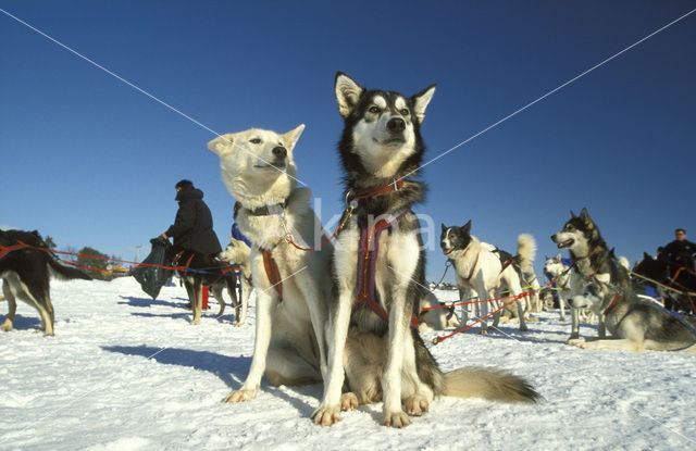 Sledehond (Canis domesticus)