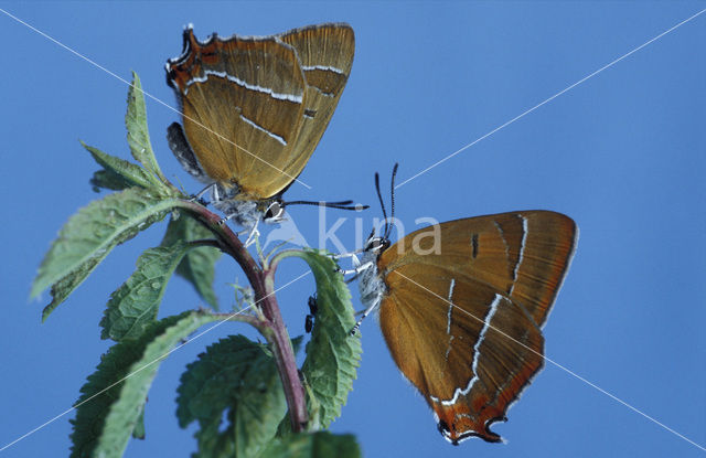 Brown Hairstreak (Thecla betulae)