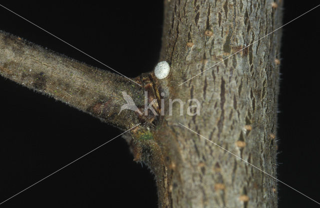 Brown Hairstreak (Thecla betulae)