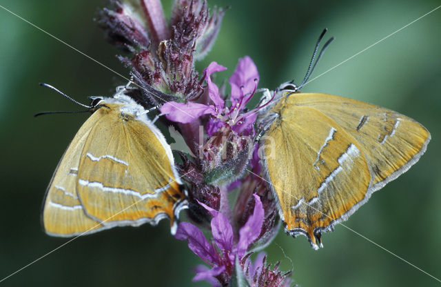 Sleedoornpage (Thecla betulae)