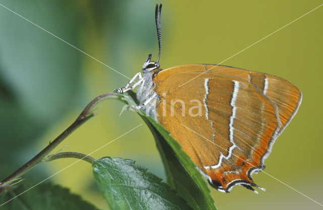 Sleedoornpage (Thecla betulae)