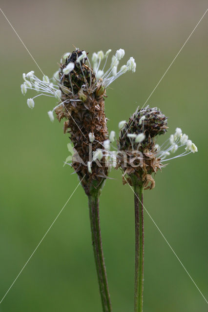 Smalle weegbree (Plantago lanceolata)