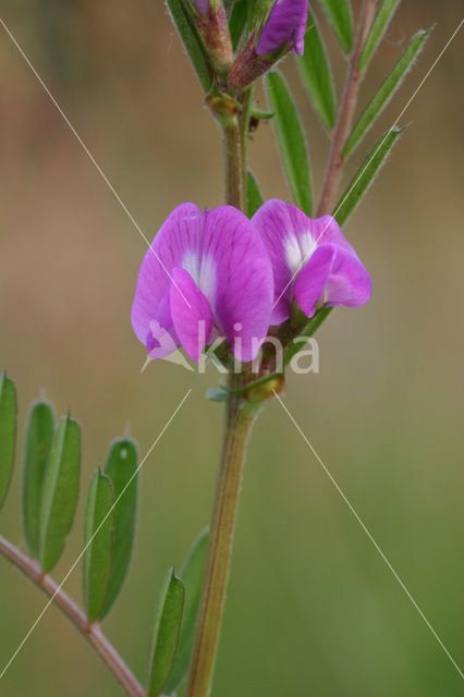 Smalle wikke (Vicia sativa)