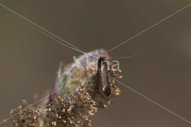 Longhorn moth (Adela reaumurella)