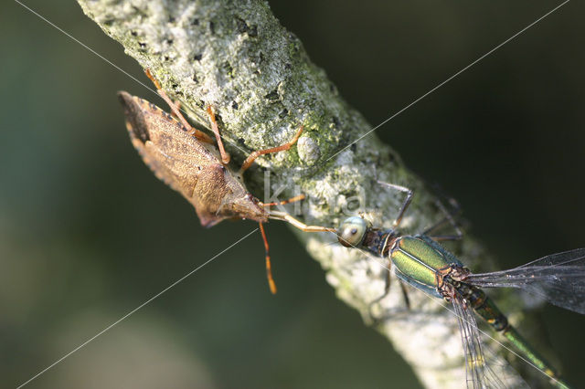 dock leaf bug (Arma custos)