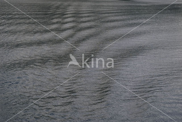 Sognefjord