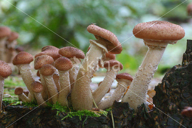 Sombere honingzwam (Armillaria ostoyae)