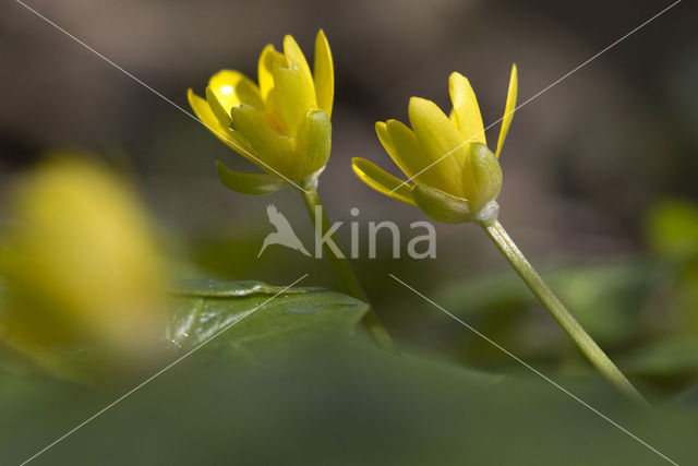 Speenkruid (Ranunculus ficaria)