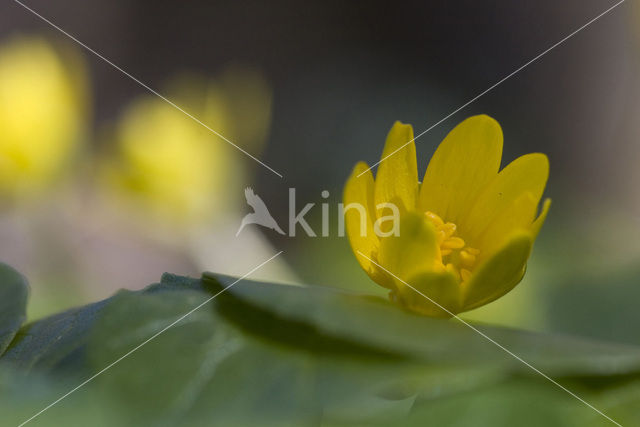 Speenkruid (Ranunculus ficaria)