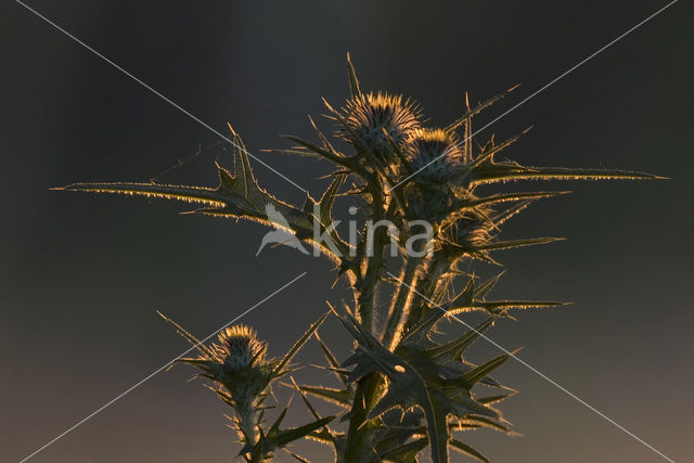 Speerdistel (Cirsium vulgare)