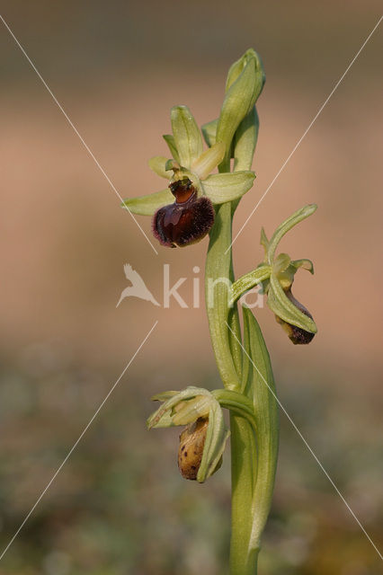 Early Spider Orchid (Ophrys sphegodes)