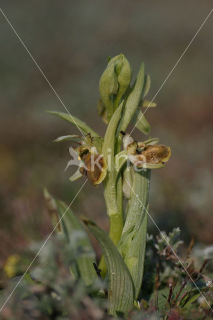 Early Spider Orchid (Ophrys sphegodes)