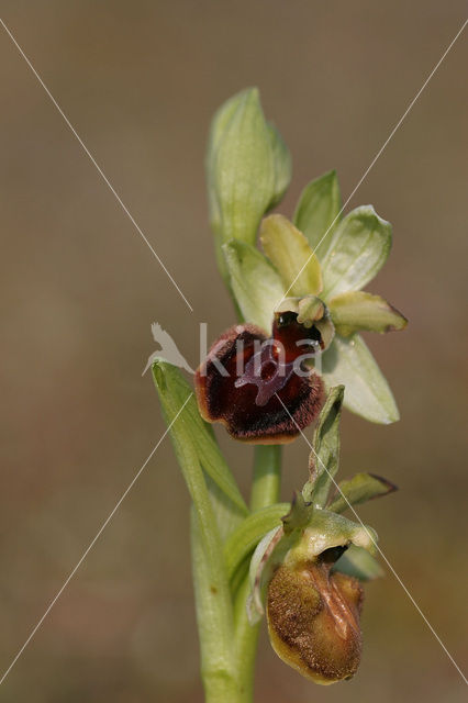 Early Spider Orchid (Ophrys sphegodes)