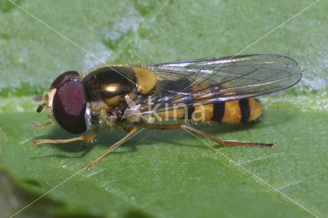 Spits elfje (Melangyna cincta)