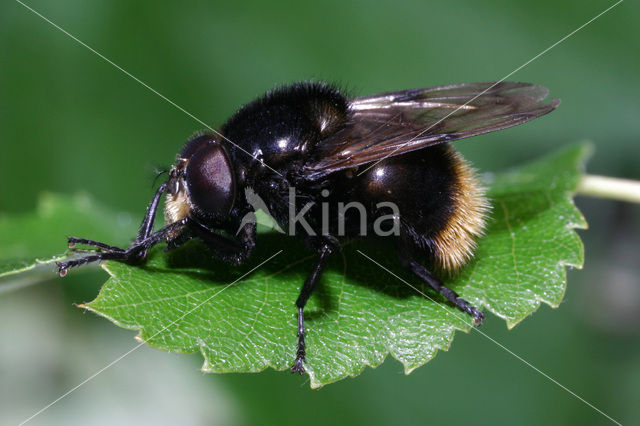 Volucella bombylans var. bombylans